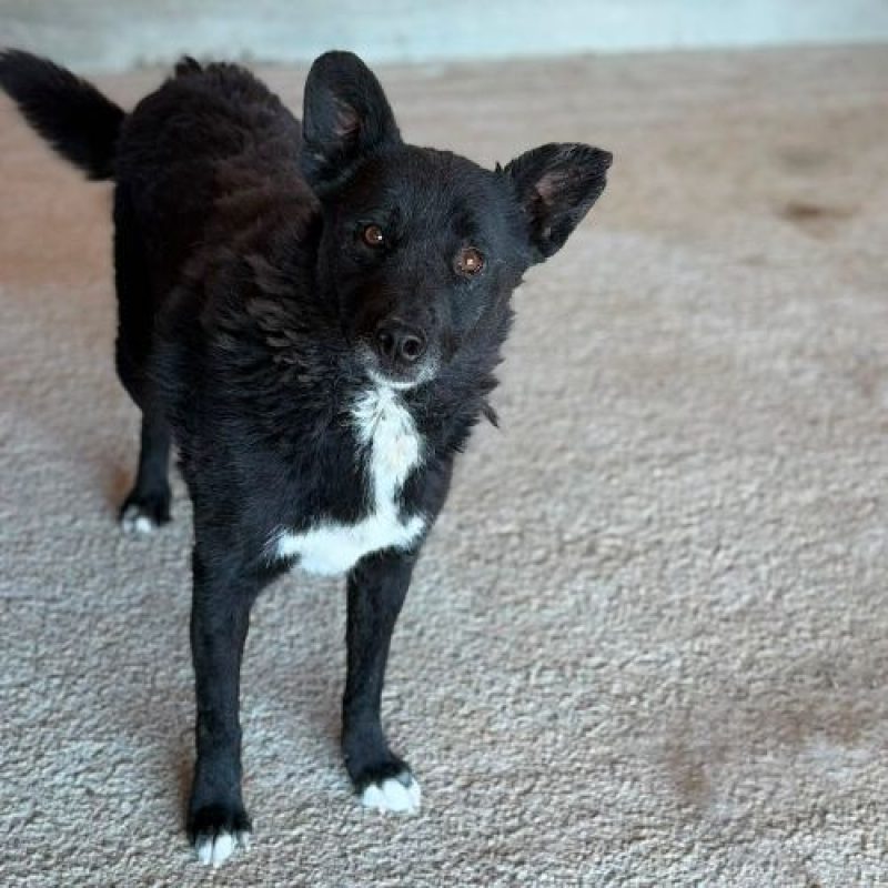 NAVA - Chien à adopter - photo 3
