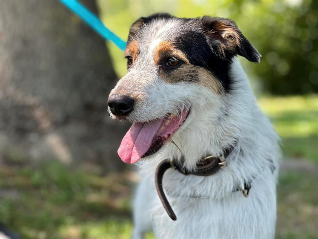 Photo #1 de Loucky en sos urgent