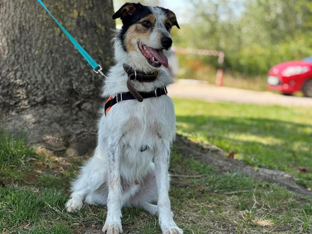 Photo #2 de Loucky en sos urgent