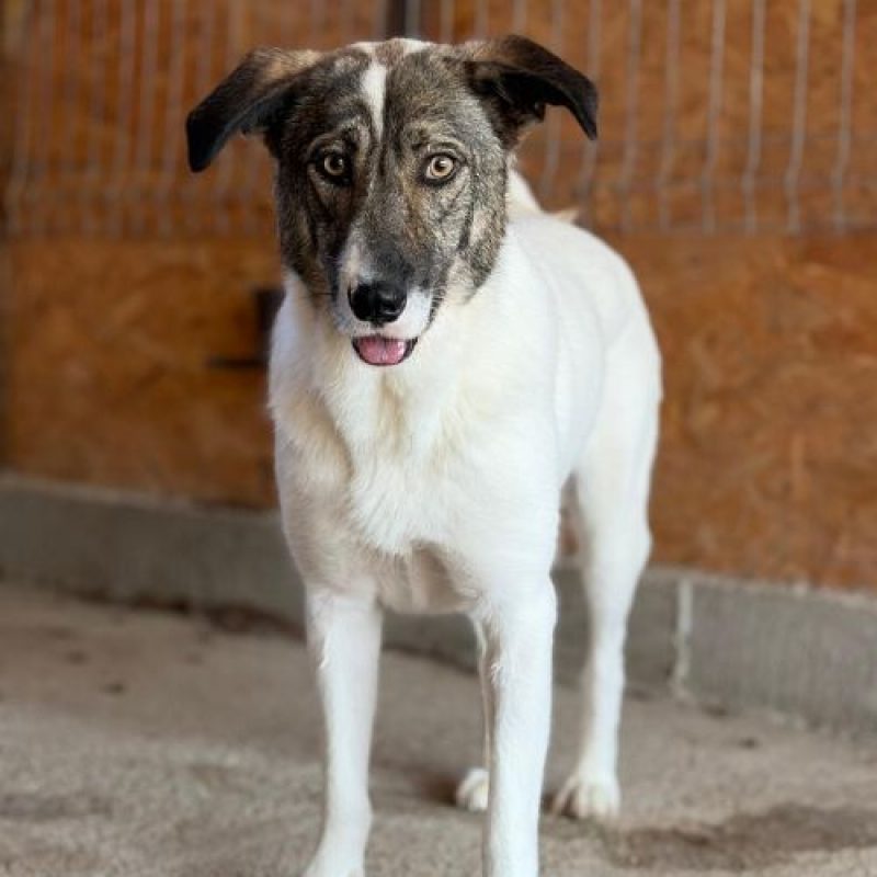 PLAY - Chien à adopter
