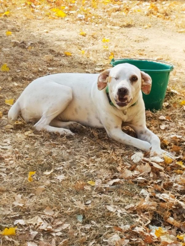 JADE - Chien Beagle à adopter - photo 8