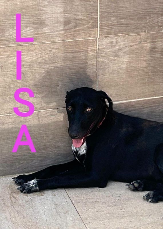 LISA - Chien à adopter - photo 4