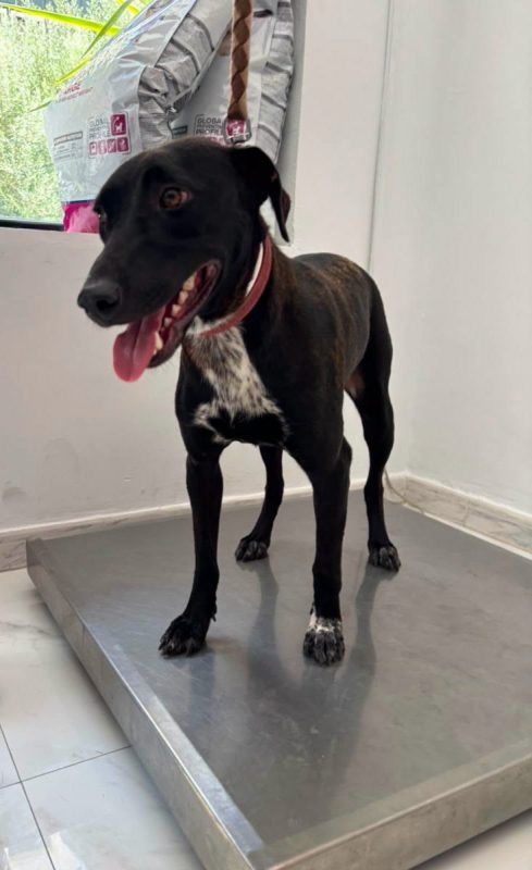 LISA - Chien à adopter - photo 5