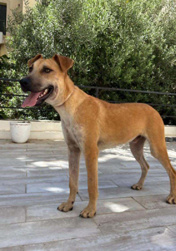BILLY - Chien à adopter - photo 8