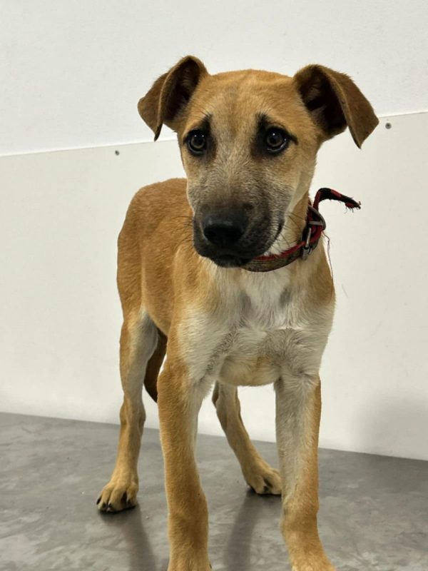 BILLY - Chien à adopter - photo 2
