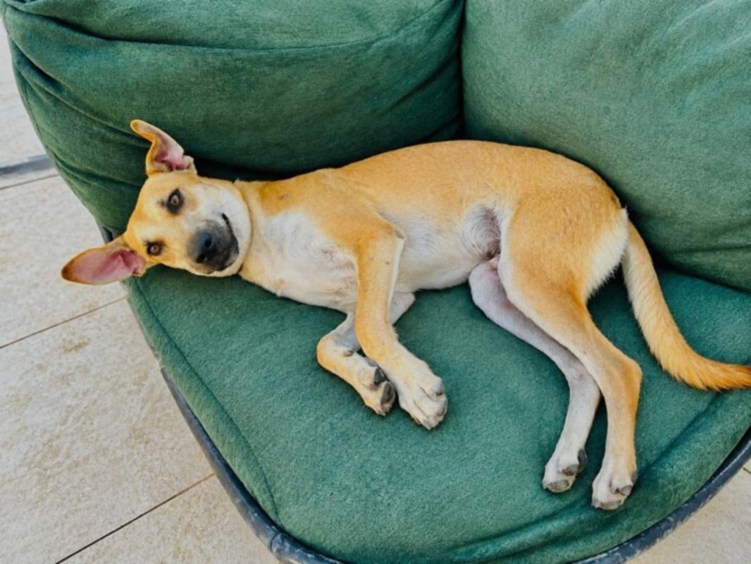 BILLY - Chien à adopter - photo 3