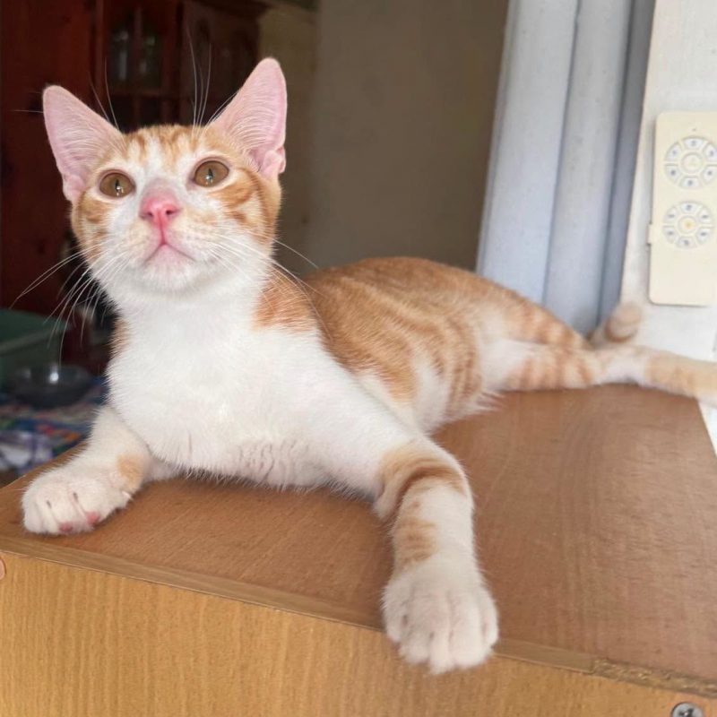 ZIGGY - Chat à adopter - photo 6