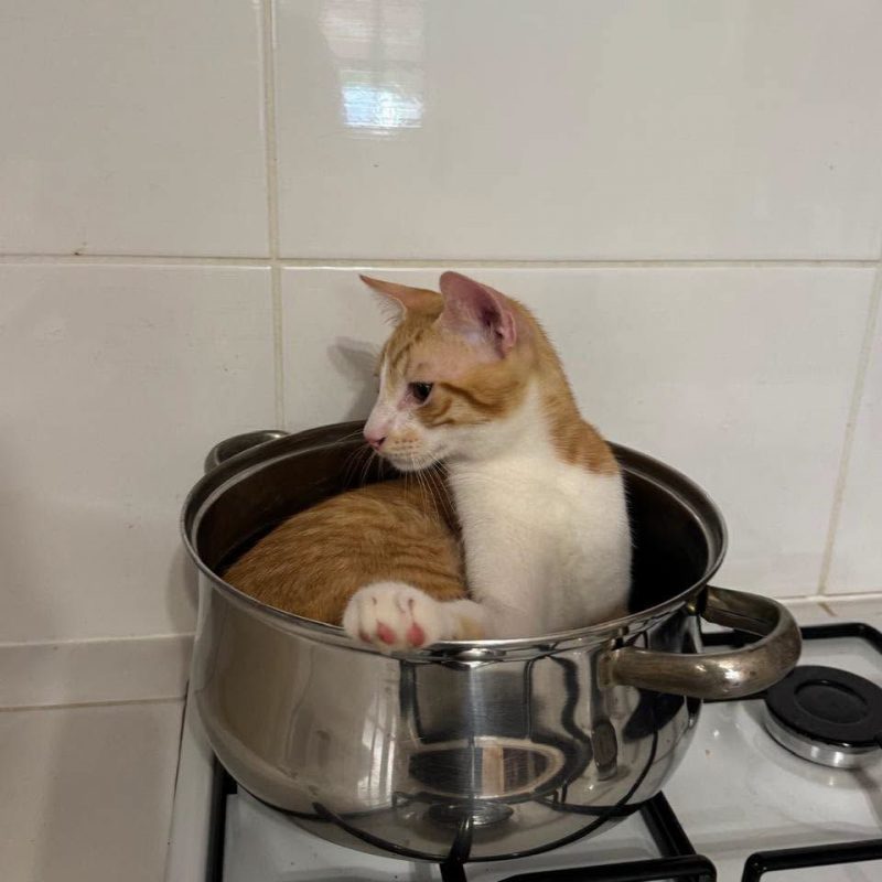 ZIGGY - Chat à adopter