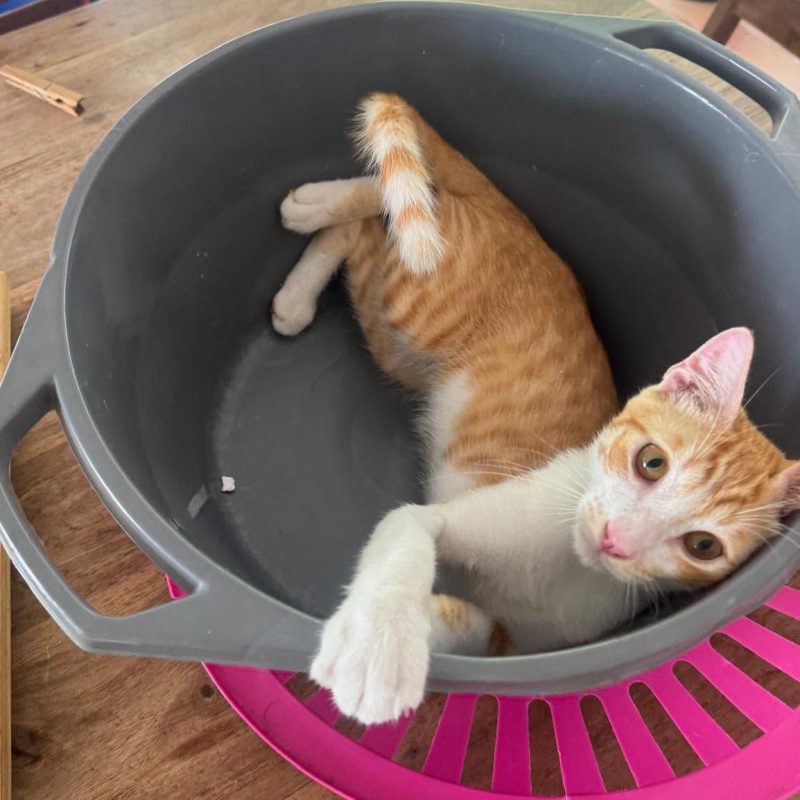 ZIGGY - Chat à adopter - photo 4