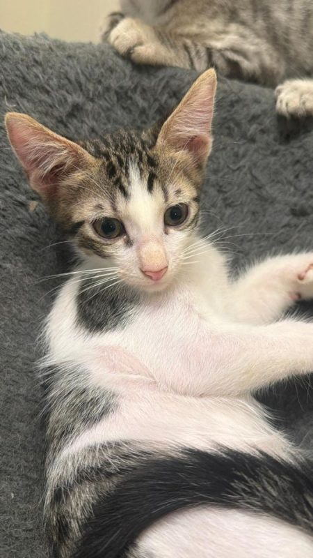 PISOLO - Chat à adopter - photo 2