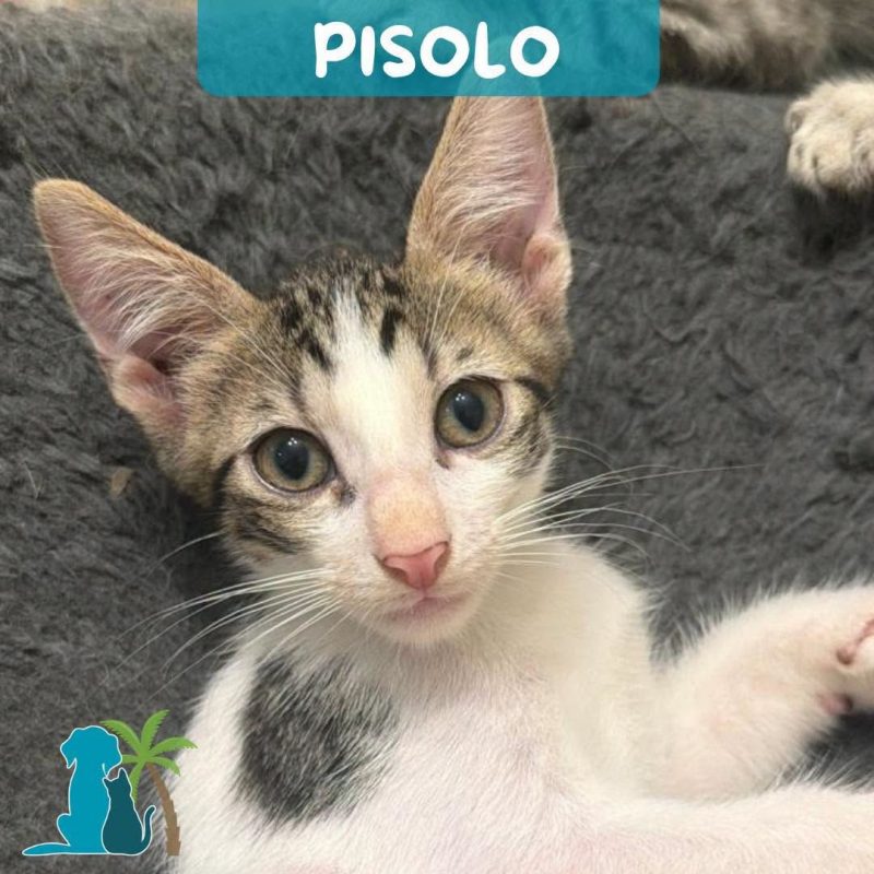 PISOLO - Chat à adopter