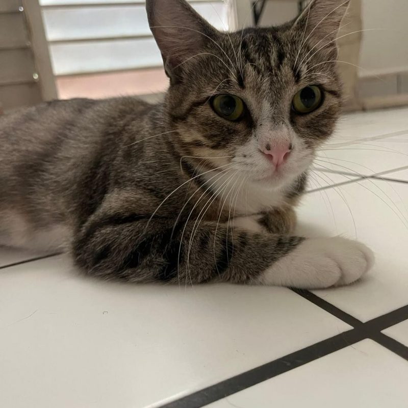 SYA - Chat Européen à adopter - photo 2