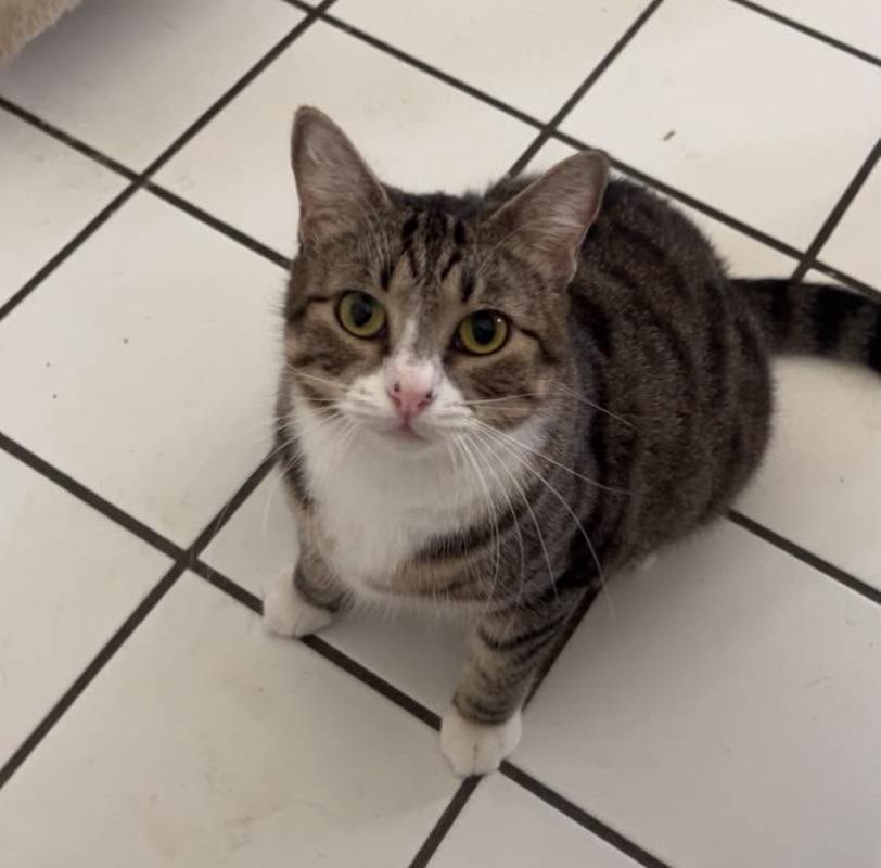 SYA - Chat Européen à adopter - photo 3
