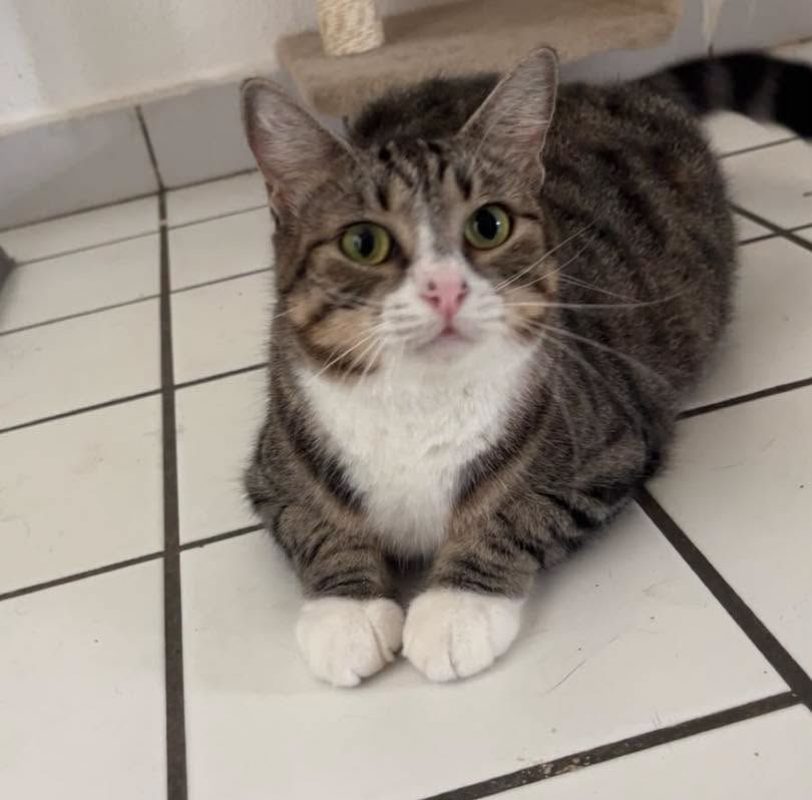 SYA - Chat Européen à adopter - photo 4