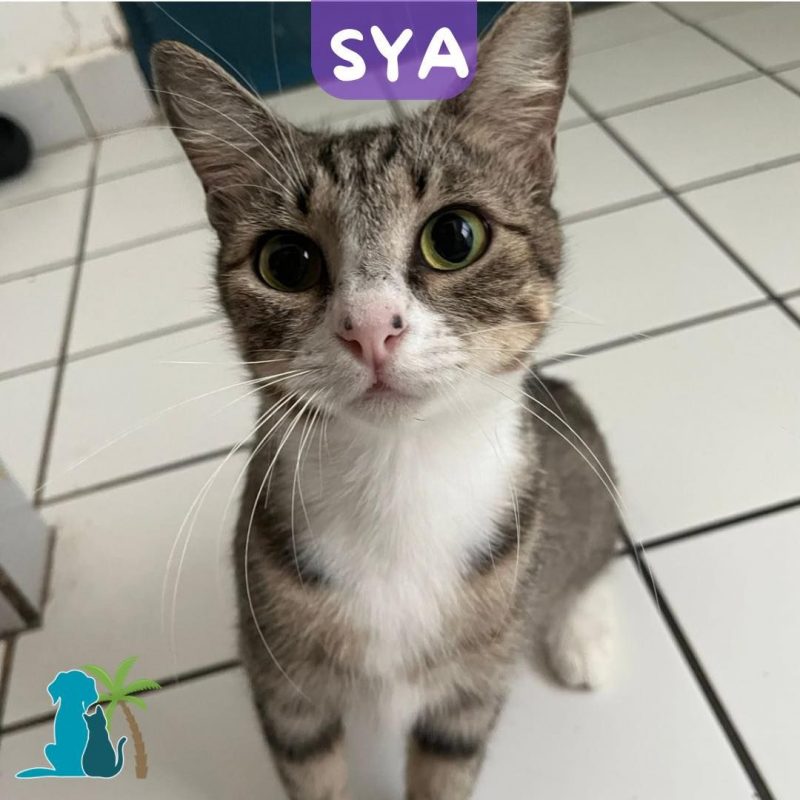 SYA - Chat Européen à adopter