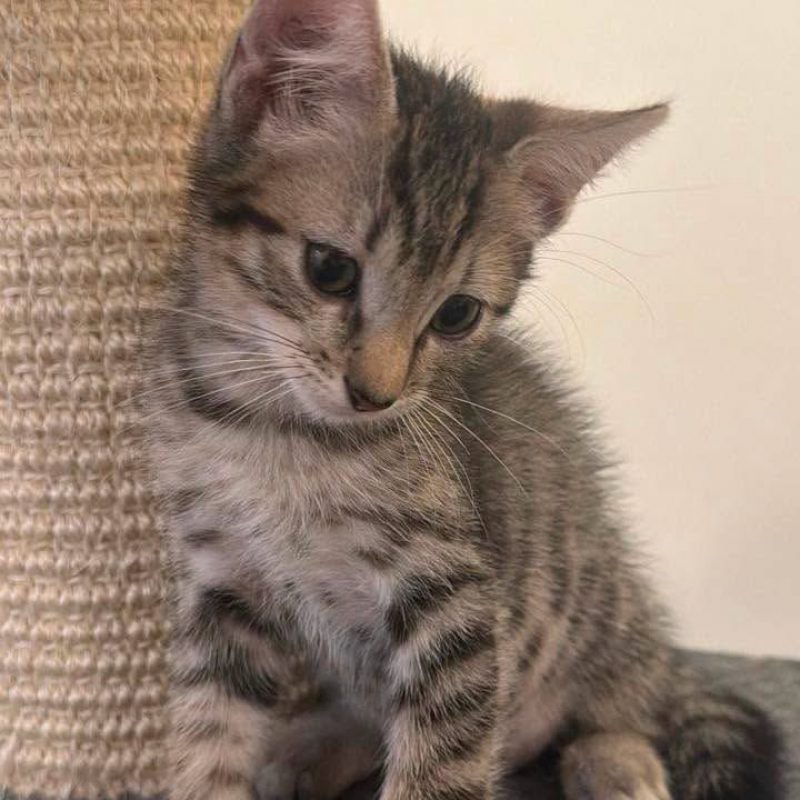 EOLO - Chat Européen à adopter - photo 5