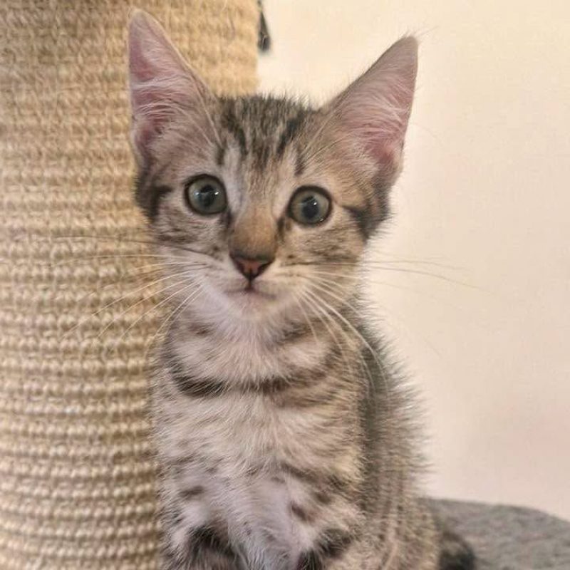 EOLO - Chat Européen à adopter - photo 6