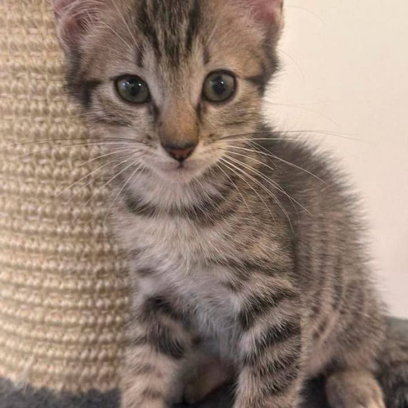EOLO - Chat Européen à adopter - photo 2