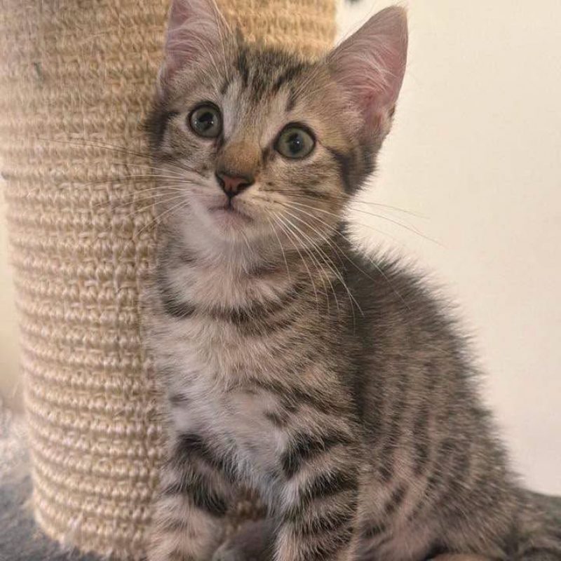 EOLO - Chat Européen à adopter - photo 3