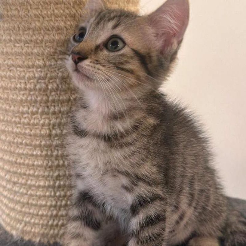 EOLO - Chat Européen à adopter