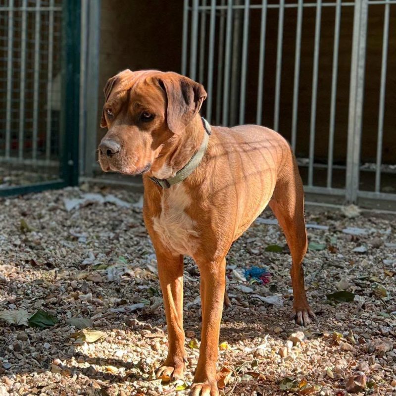 DROOPY - Chien à adopter - photo 4