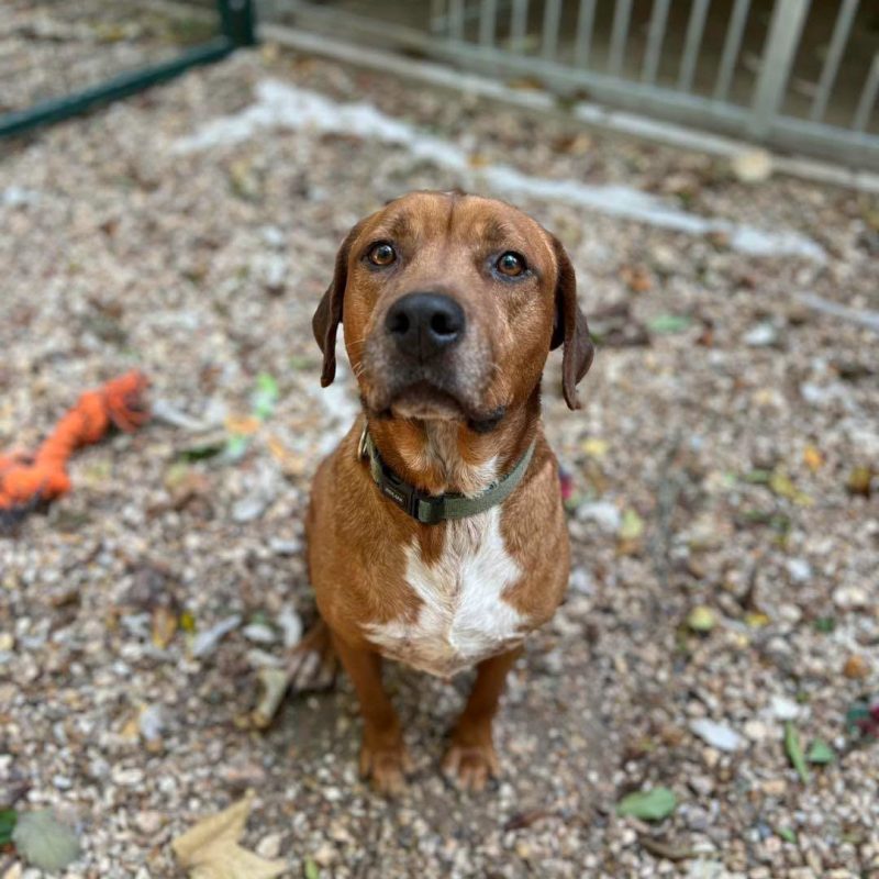 DROOPY - Chien à adopter - photo 7