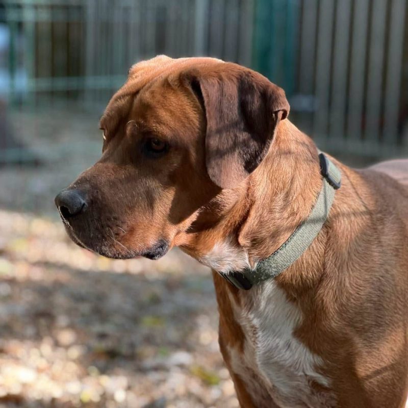 DROOPY - Chien à adopter
