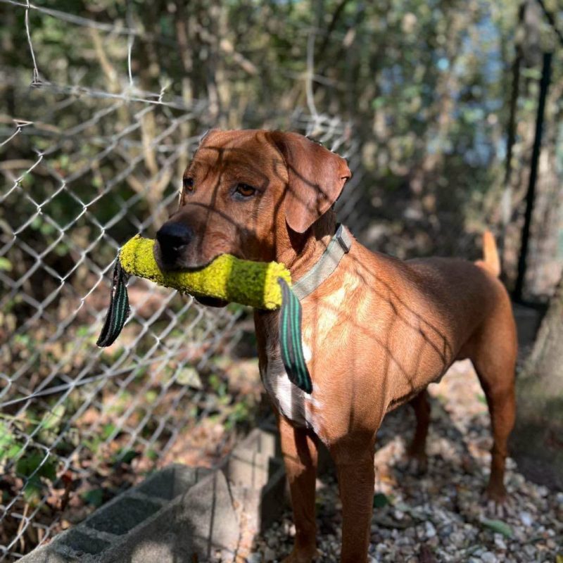 DROOPY - Chien à adopter - photo 2