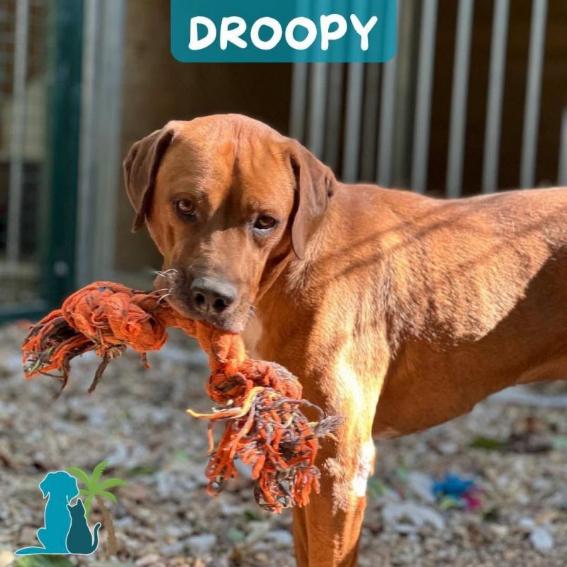 DROOPY - Chien à adopter - photo 6