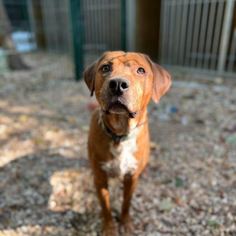 DROOPY - Chien à adopter - photo 3
