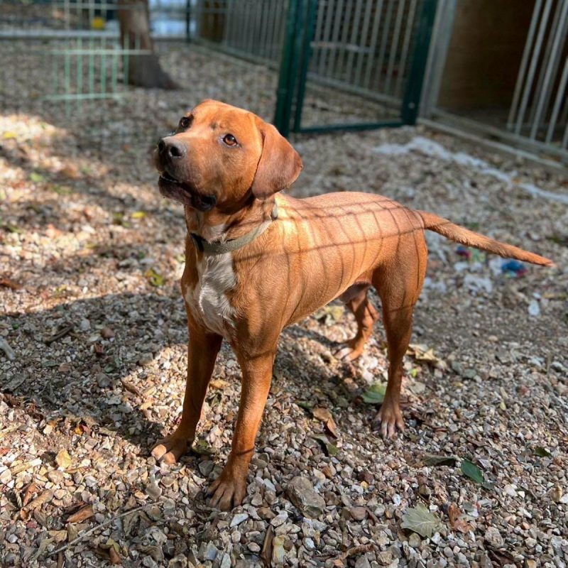 DROOPY - Chien à adopter - photo 8
