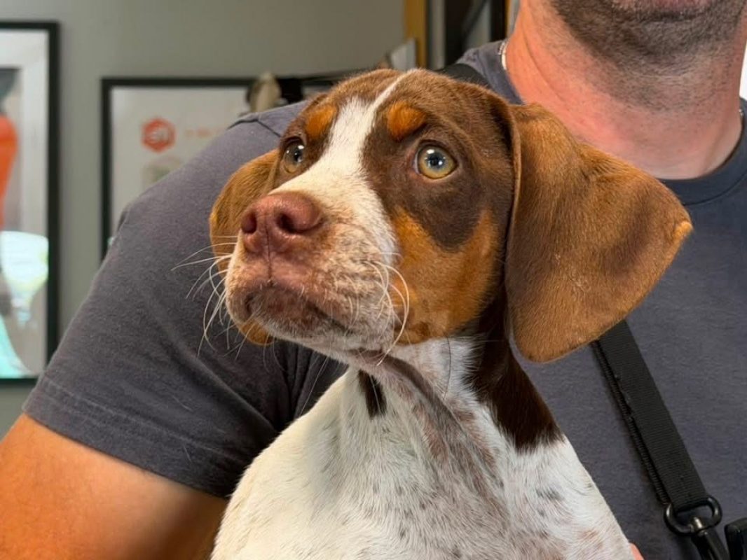 Choco - Chien à adopter