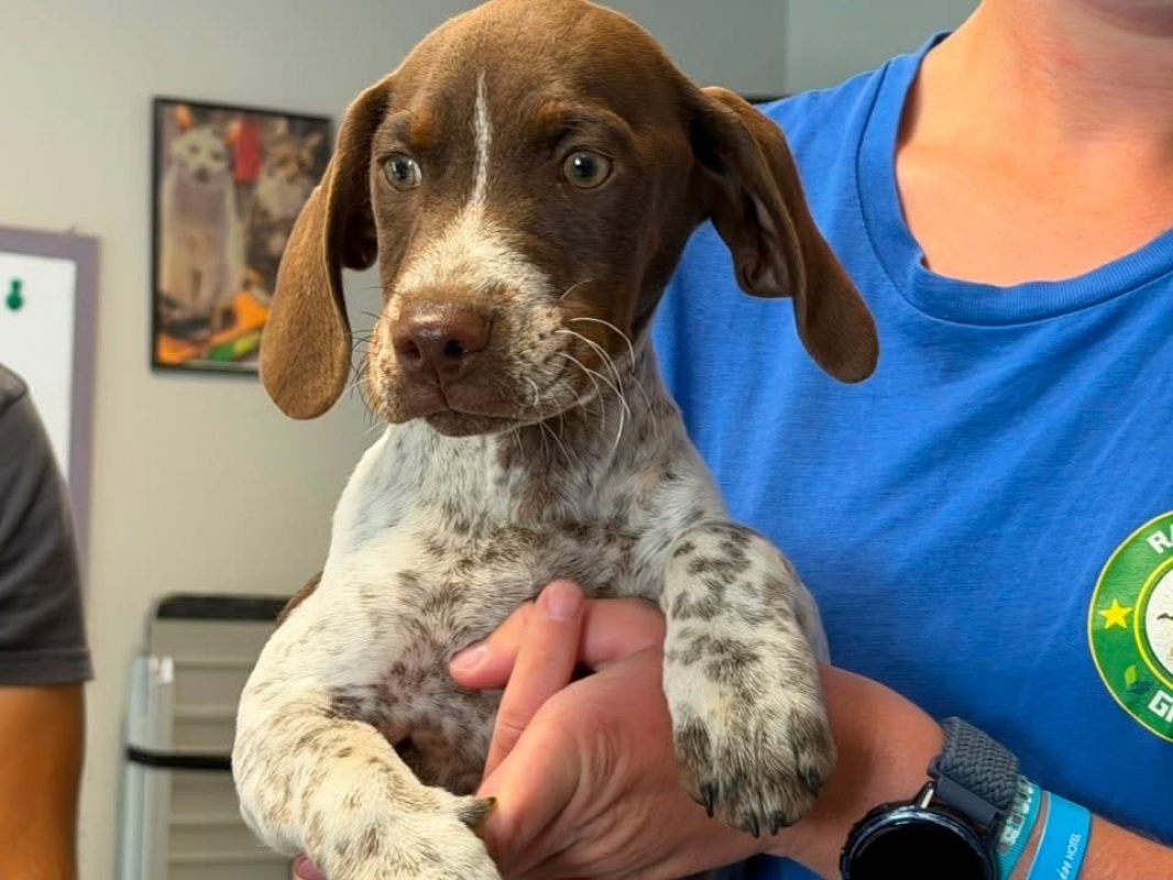 Charlot - Chien à adopter - photo 2
