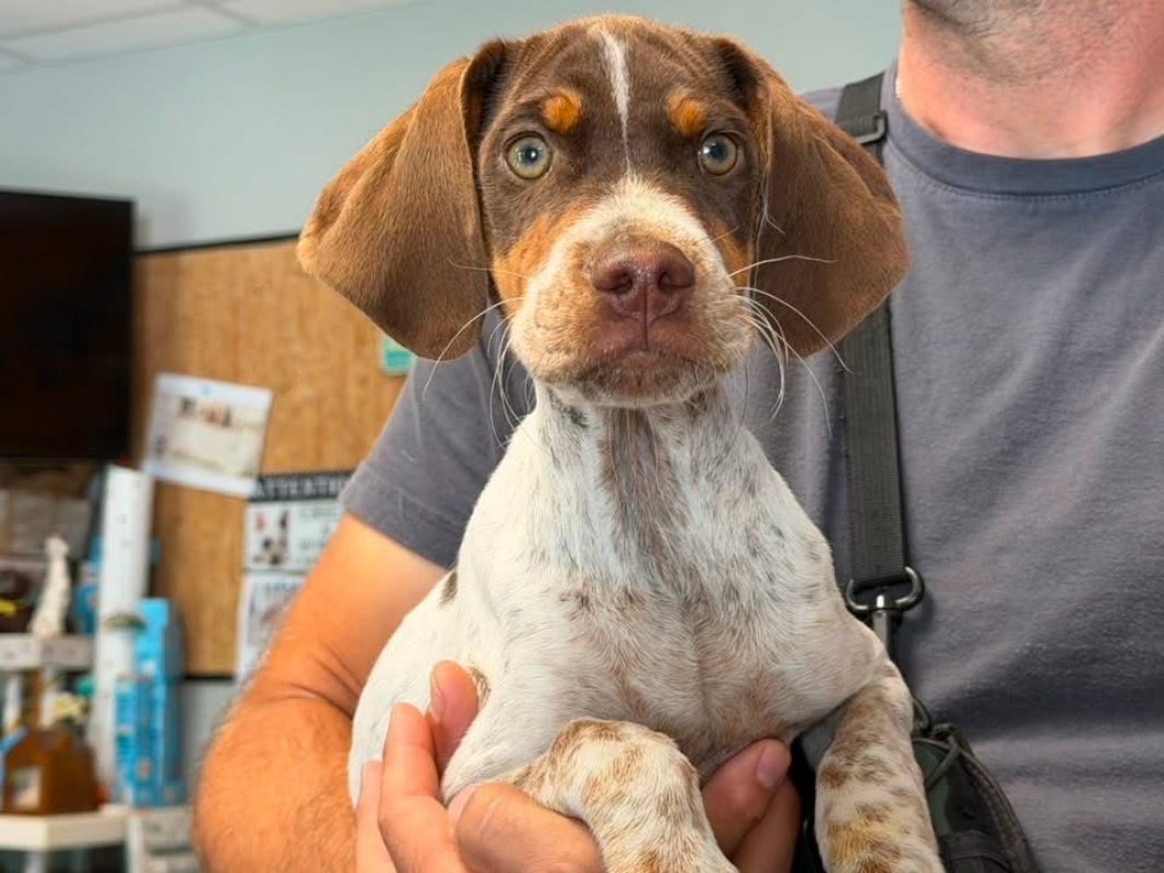 Chester - Chien à adopter