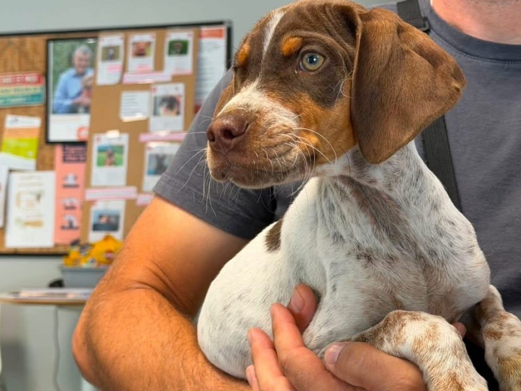 Chester - Chien à adopter - photo 2