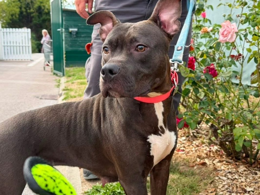 Roqya - Chien à adopter