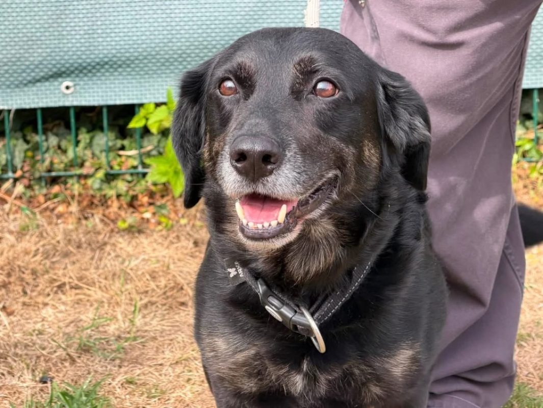 Jack - Chien à adopter
