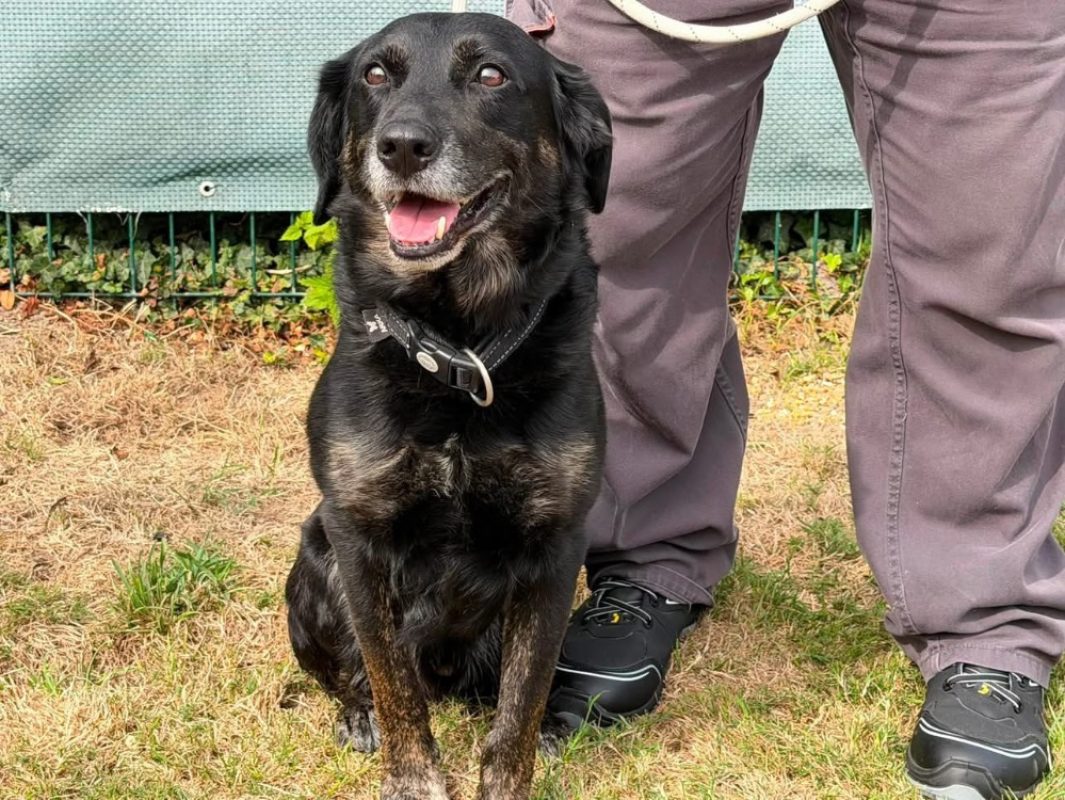 Jack - Chien à adopter - photo 2