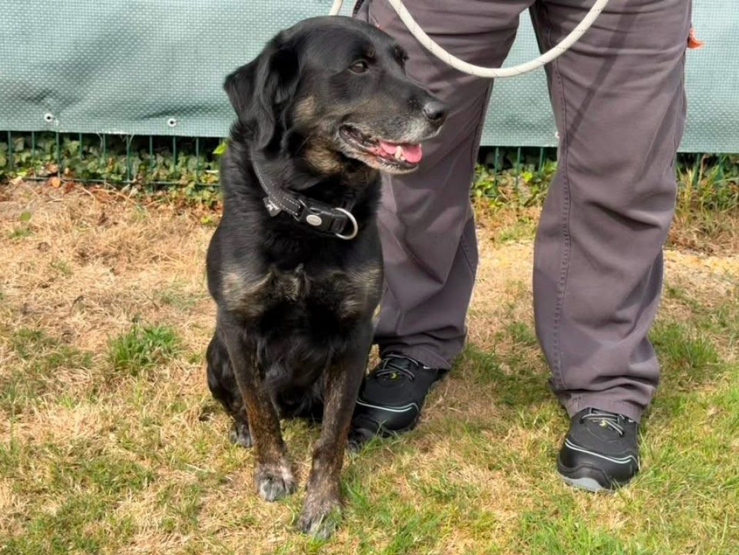 Jack - Chien à adopter - photo 4