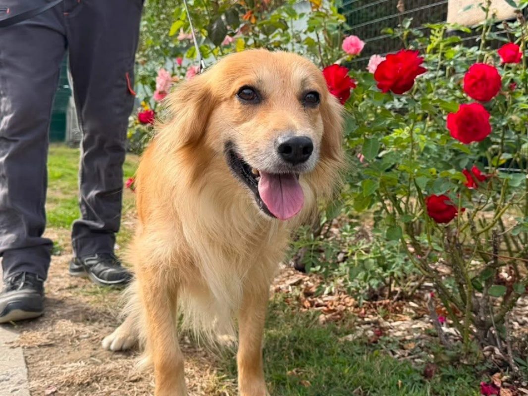 Parson - Chien à adopter - photo 2