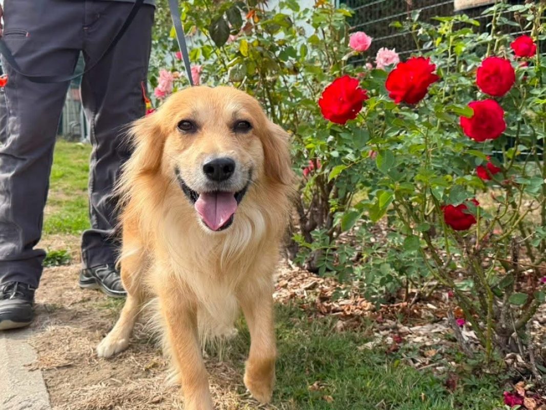 Parson - Chien à adopter - photo 3