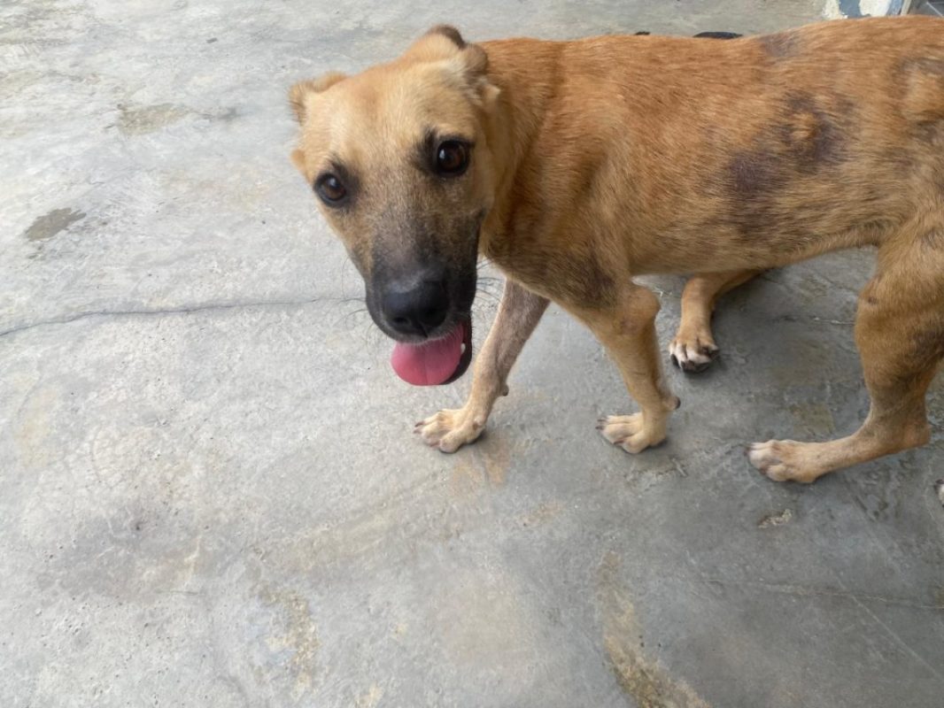 Chichi - Chien à adopter