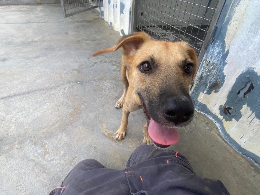Chichi - Chien à adopter - photo 2