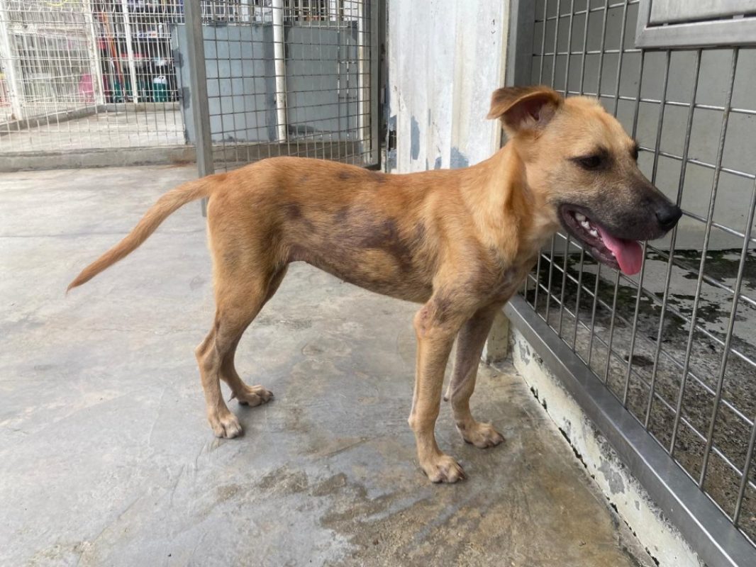 Chichi - Chien à adopter - photo 3