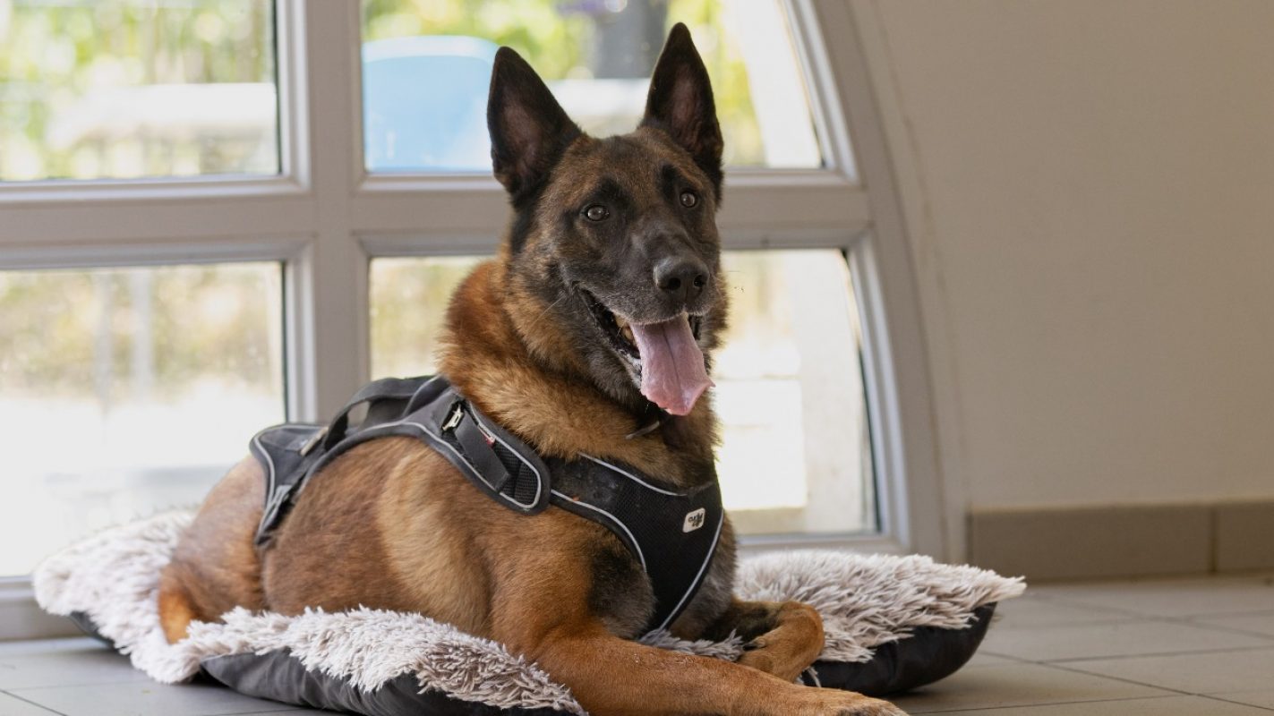 Oscar - Chien Berger Belge Malinois à adopter