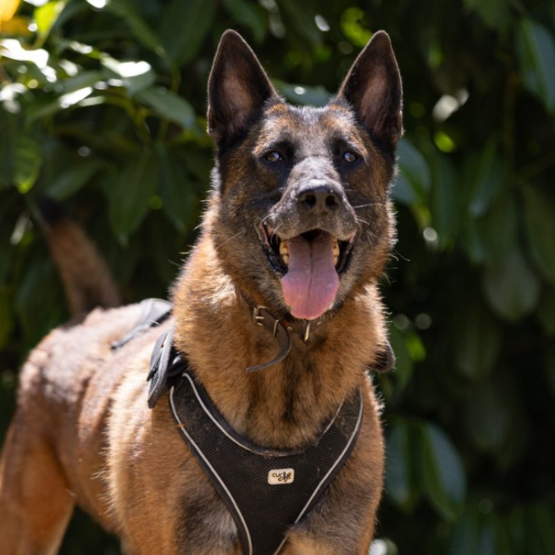 Oscar - Chien Berger Belge Malinois à adopter - photo 2