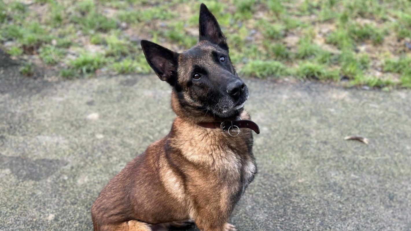 Oscar - Chien Berger Belge Malinois à adopter - photo 4