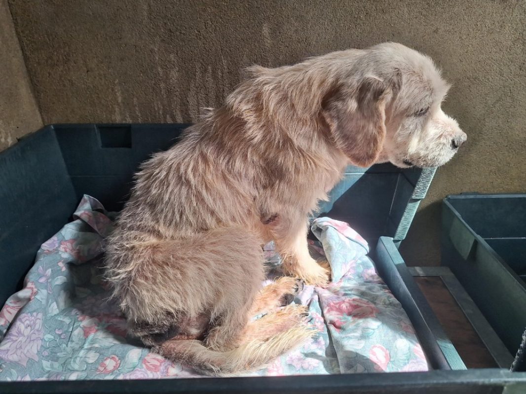 Alfy - Chien à adopter