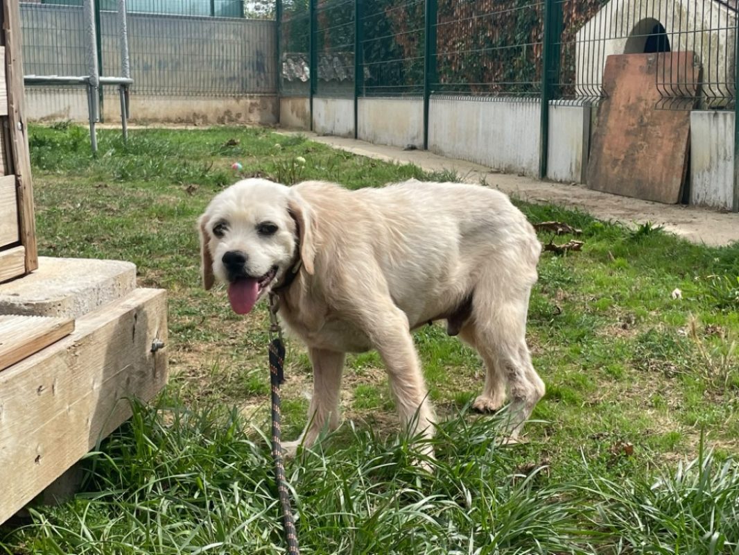 Alfy - Chien à adopter