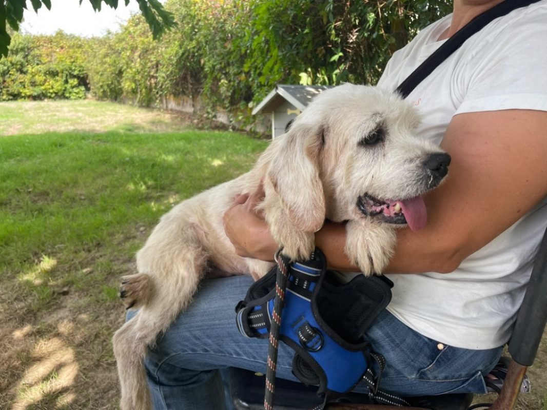Alfy - Chien à adopter - photo 2